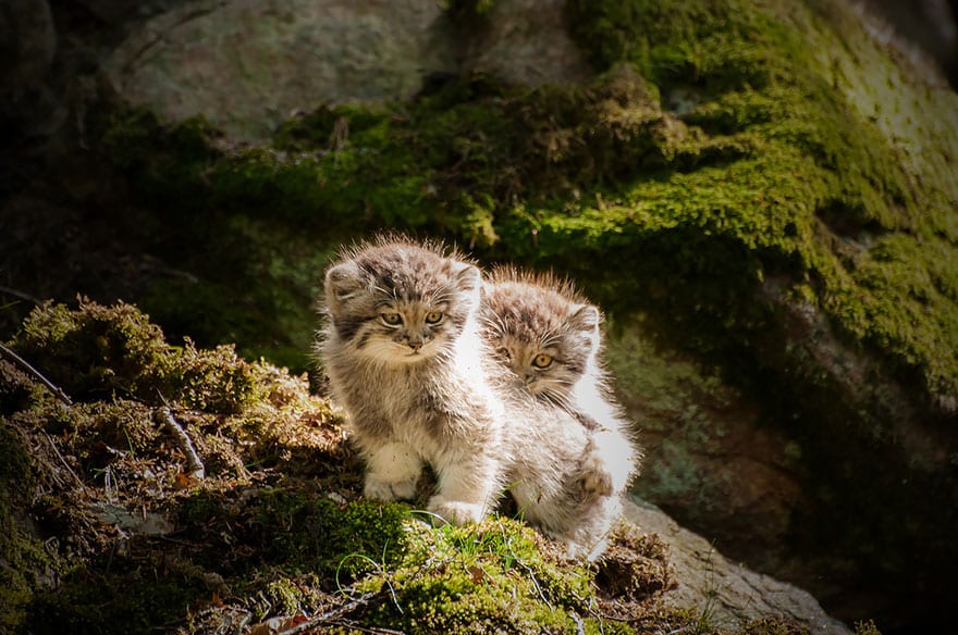 pallas-cat-manul-1__880