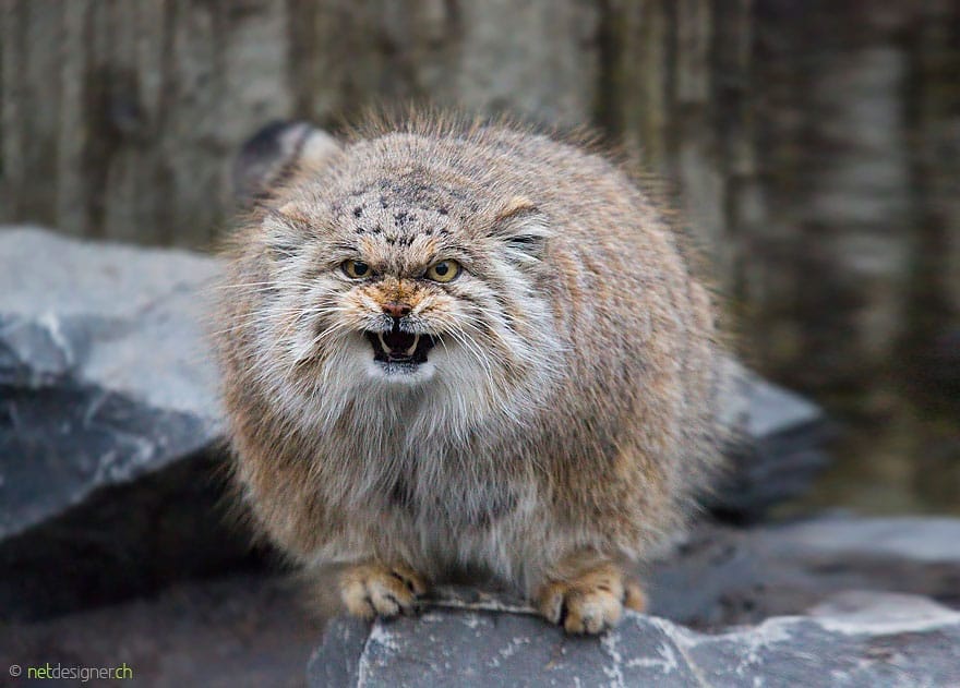 pallas-cat-manul-20__880