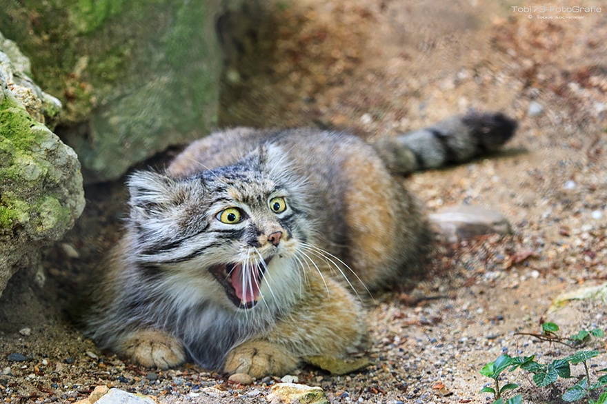 pallas-cat-manul-21__880