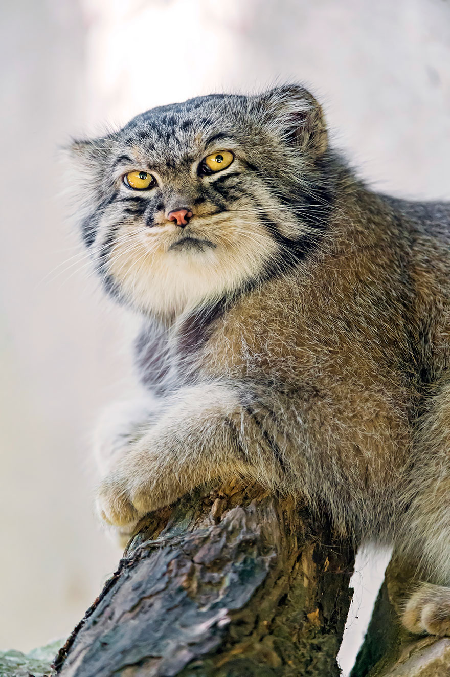 pallas-cat-manul-22__880