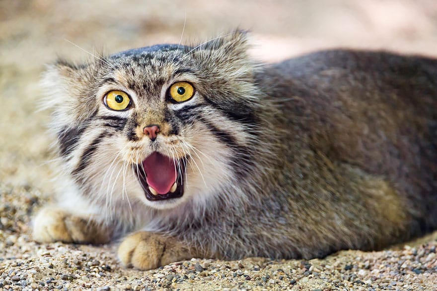 pallas-cat-manul-23__880