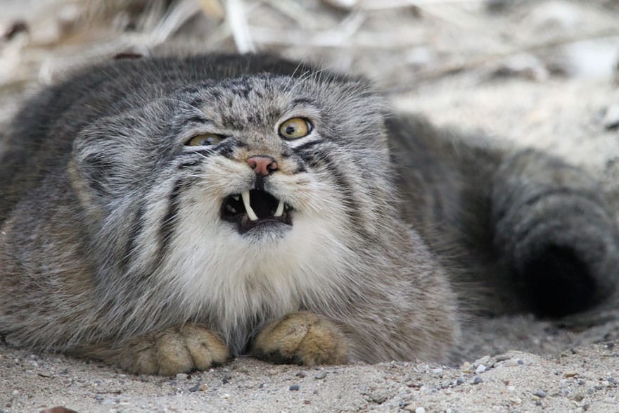 pallas-cat-manul-2__880