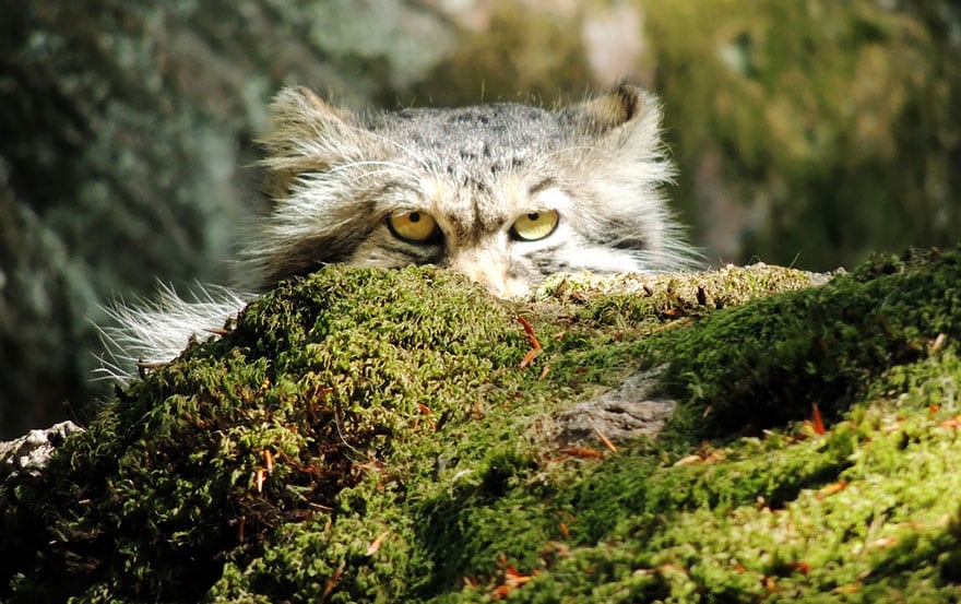 pallas-cat-manul-3__880