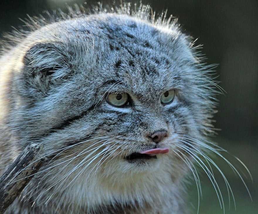 pallas-cat-manul-4__880