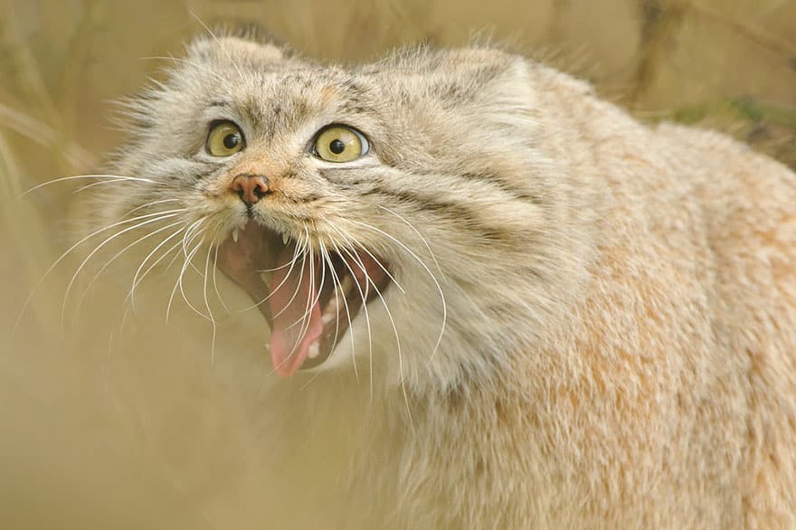 pallas-cat-manul-5__880