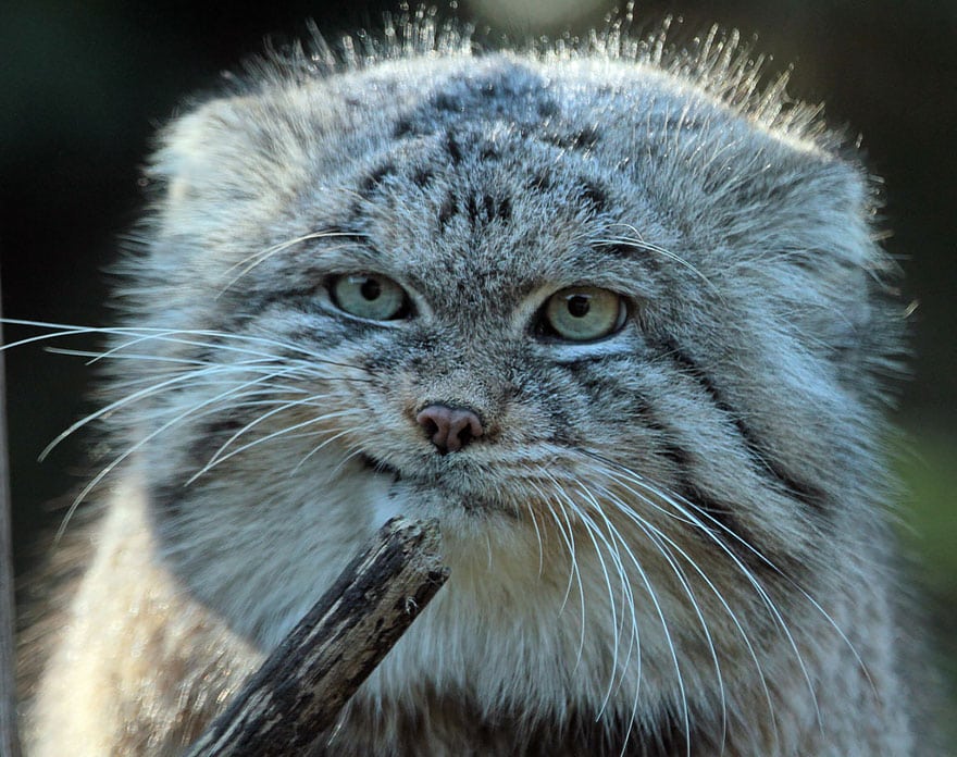 pallas-cat-manul-6__880