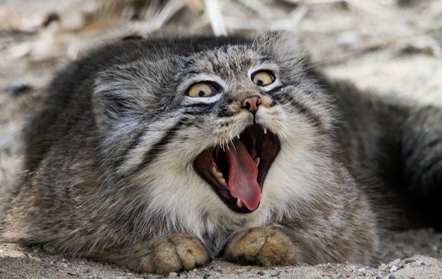 pallas-cat-manul-7__880