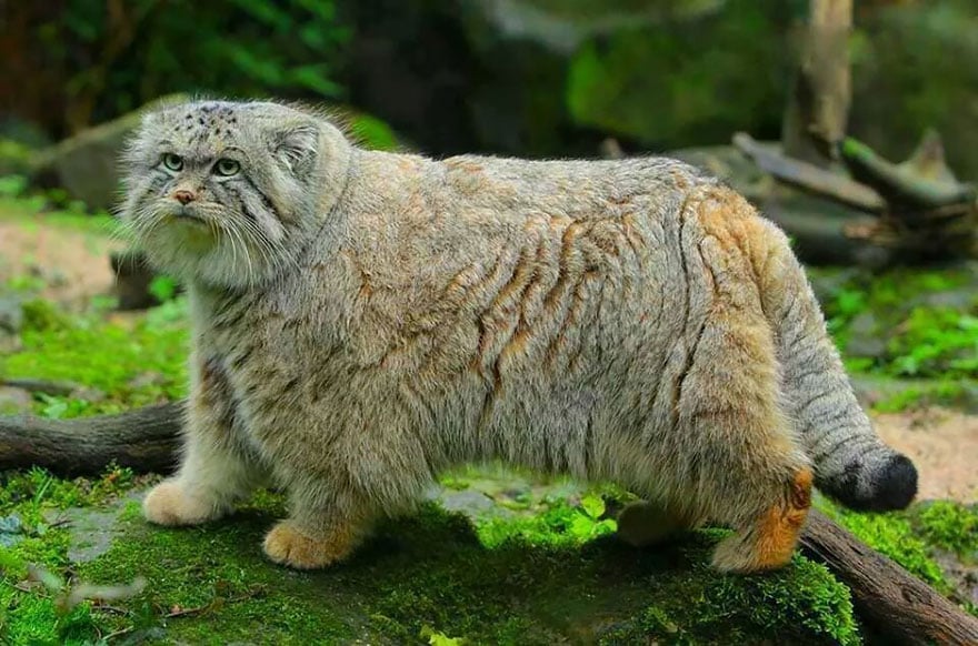 pallas-cat-manul-8__880