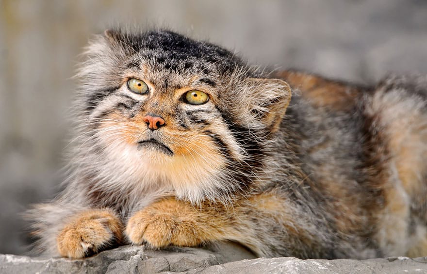 pallas-cat-manul-9__880