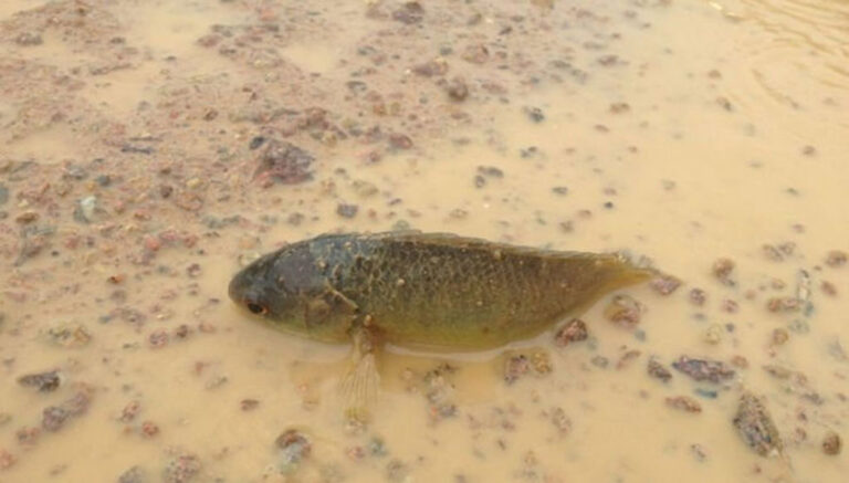 Το ψάρι που περπατά και αναπνέει είναι μεγάλη απειλή για την Αυστραλία!