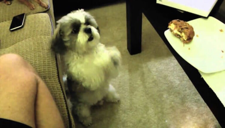 Ο σκύλος ζητά από το αφεντικό να του δώσει το μπισκότο. Όταν δείτε τι κάνει για να το πάρει…