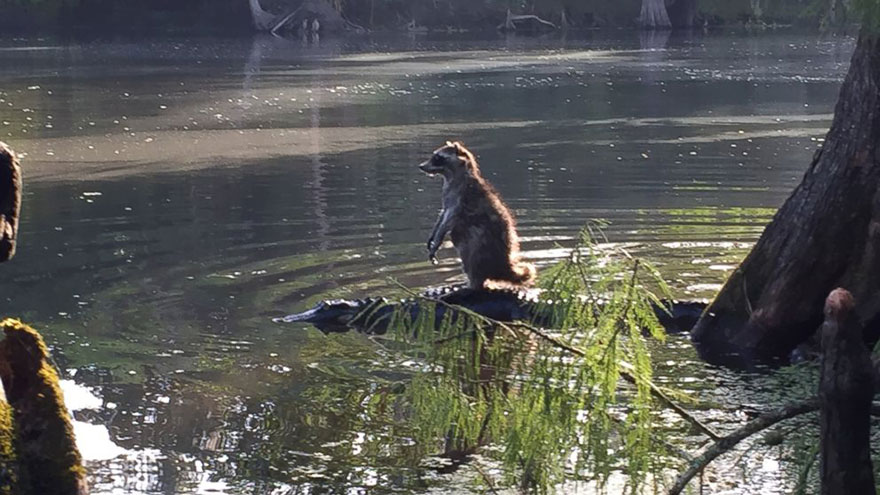 raccoon riding alligator richard jones 1