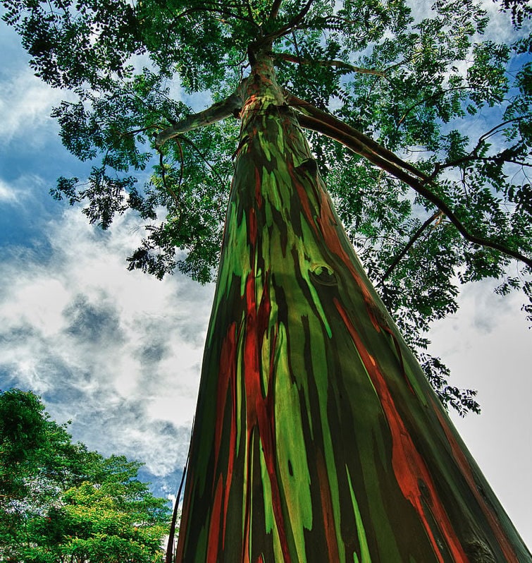 rainbow eucalyptus tree crop