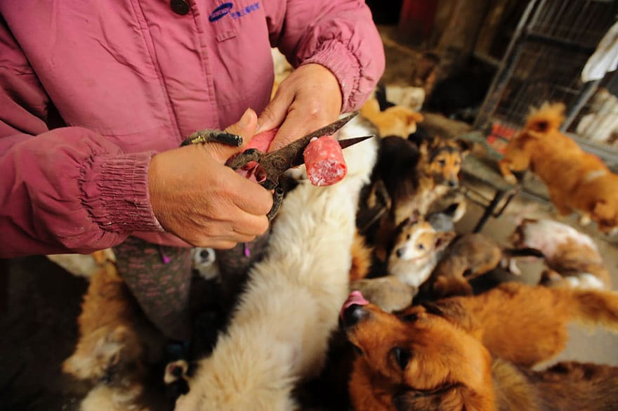 rescued-dogs-yulin-dog-meat-festival-china-15