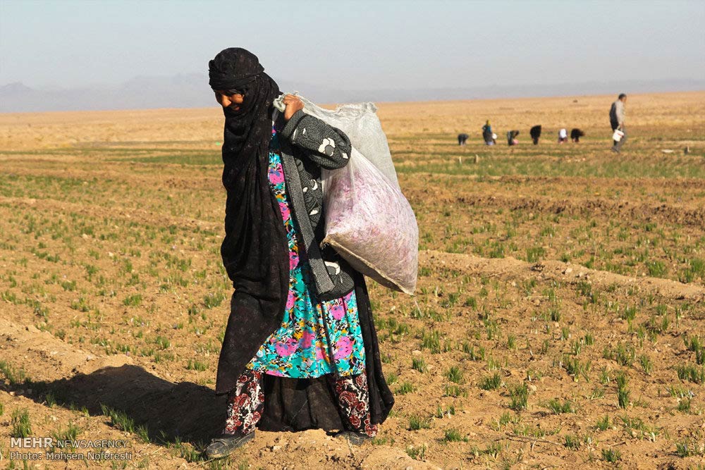 Saffron-farms-Ghaenat-Iran-14-HR