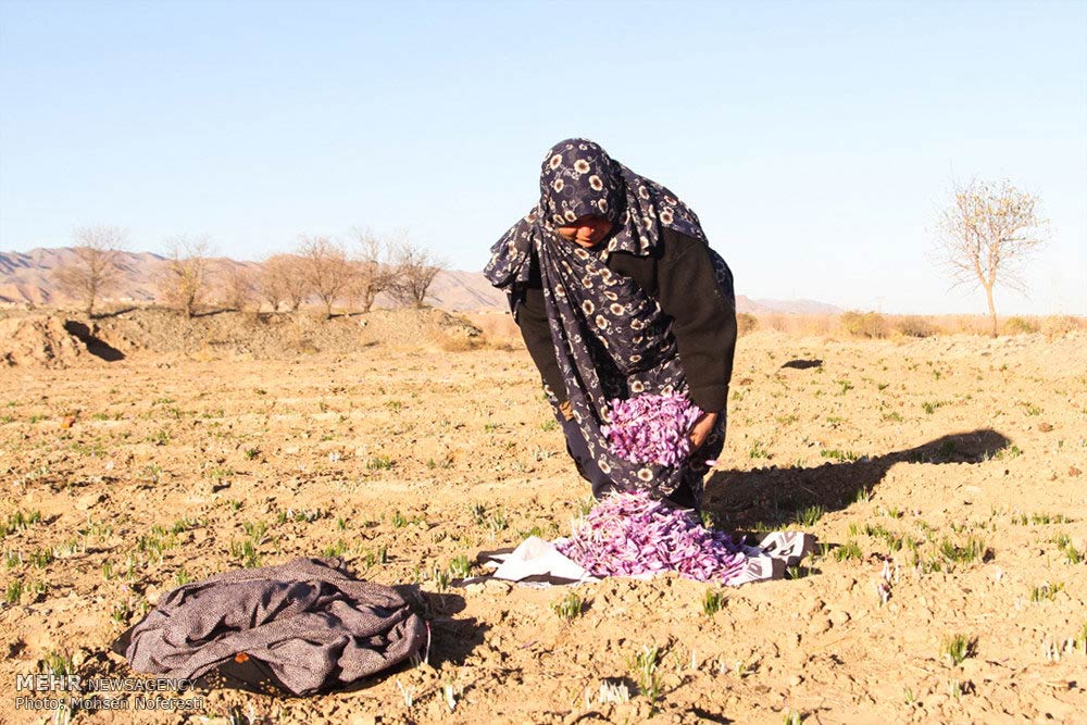 Saffron-farms-Ghaenat-Iran-16-HR