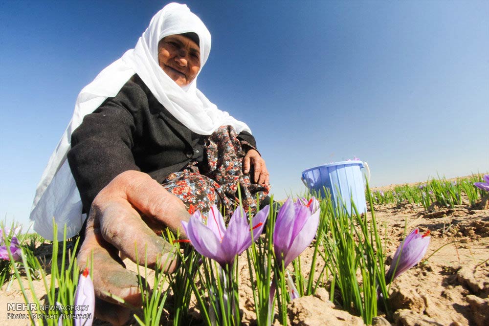 Saffron-farms-Ghaenat-Iran-19-HR