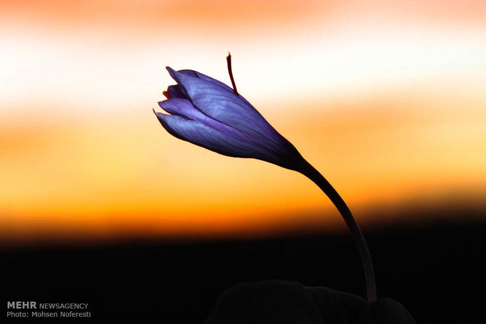 Saffron-farms-Ghaenat-Iran-20-HR