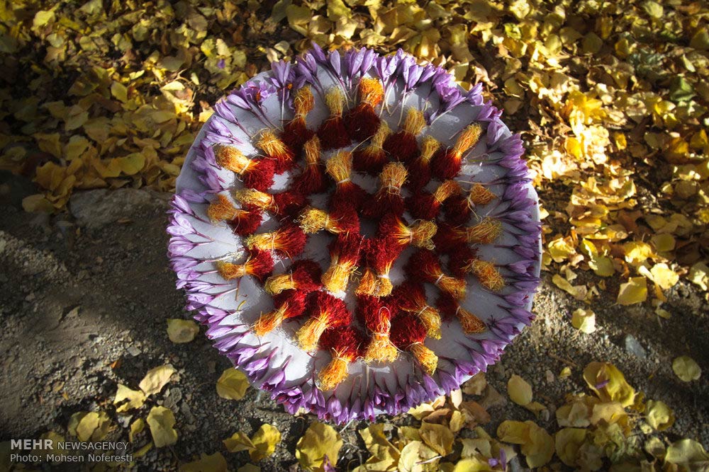 Saffron-farms-Ghaenat-Iran-26-HR