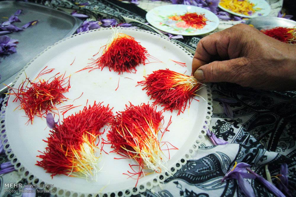 Saffron-farms-Ghaenat-Iran-27-HR