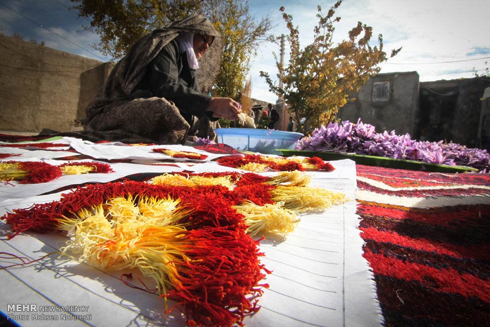 Saffron-farms-Ghaenat-Iran-29-HR