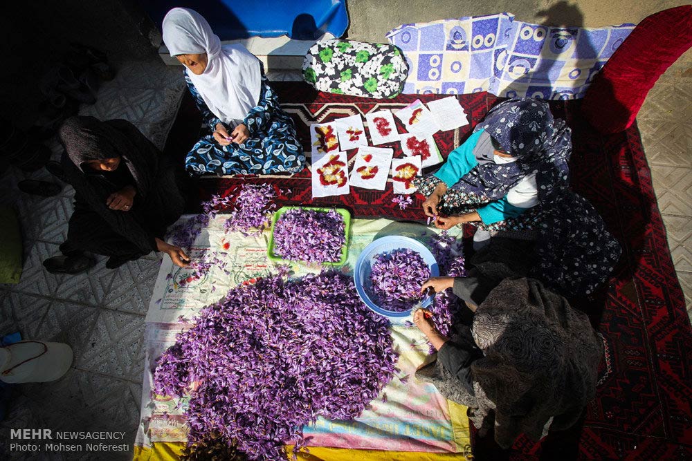 Saffron-farms-Ghaenat-Iran-30-HR