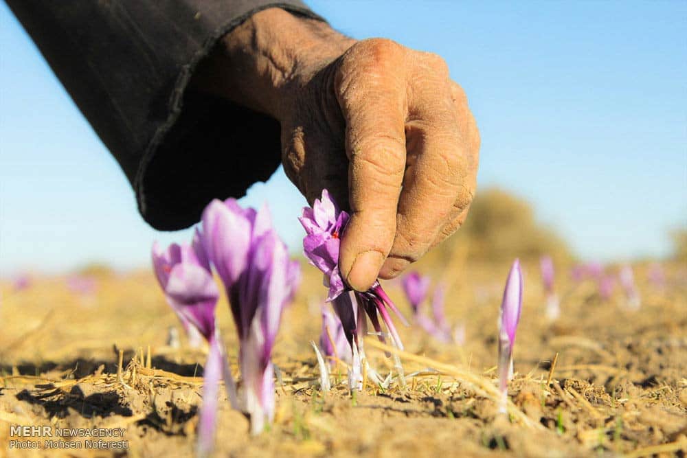 Saffron-farms-Ghaenat-Iran-4-HR