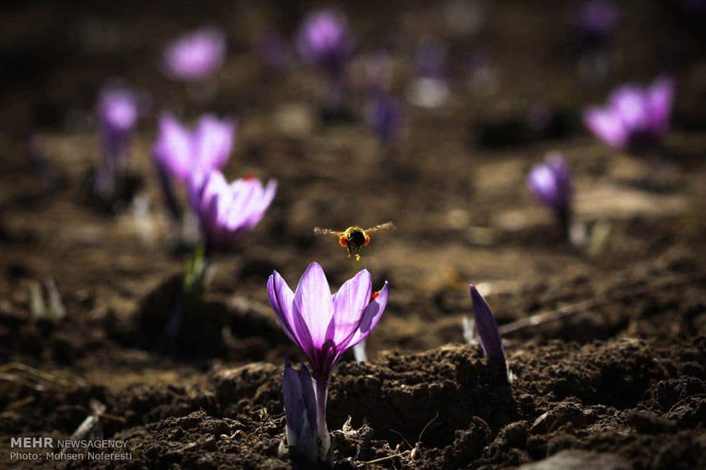 Saffron-farms-Ghaenat-Iran-5-HR