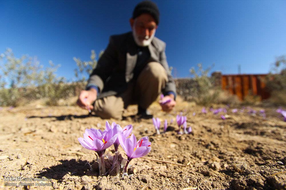 Saffron-farms-Ghaenat-Iran-6-HR