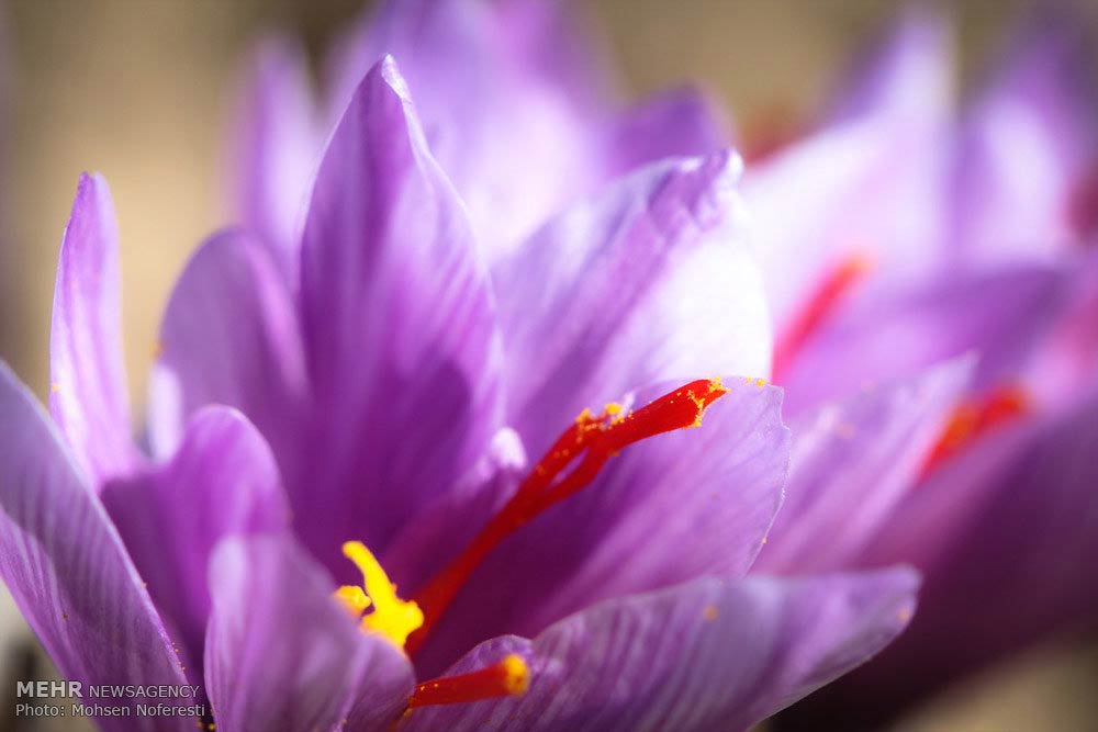 Saffron-farms-Ghaenat-Iran-7-HR