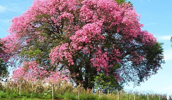 silk floss tree 0