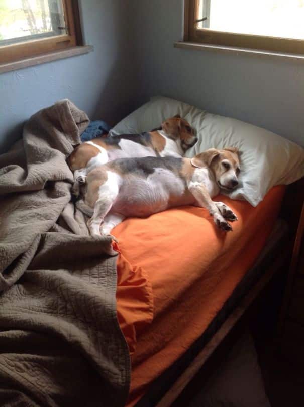 tilestwra.com - Σκυλιά... κλέβουν τα κρεβάτια των αφεντικών τους!