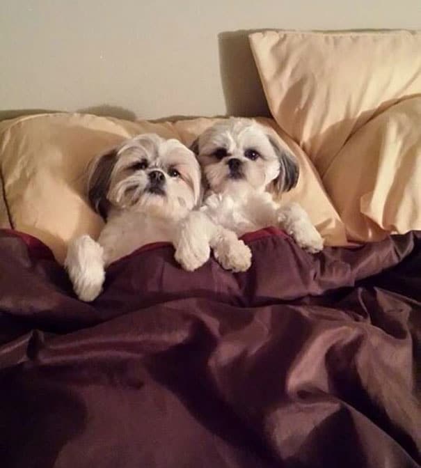 tilestwra.com - Σκυλιά... κλέβουν τα κρεβάτια των αφεντικών τους!