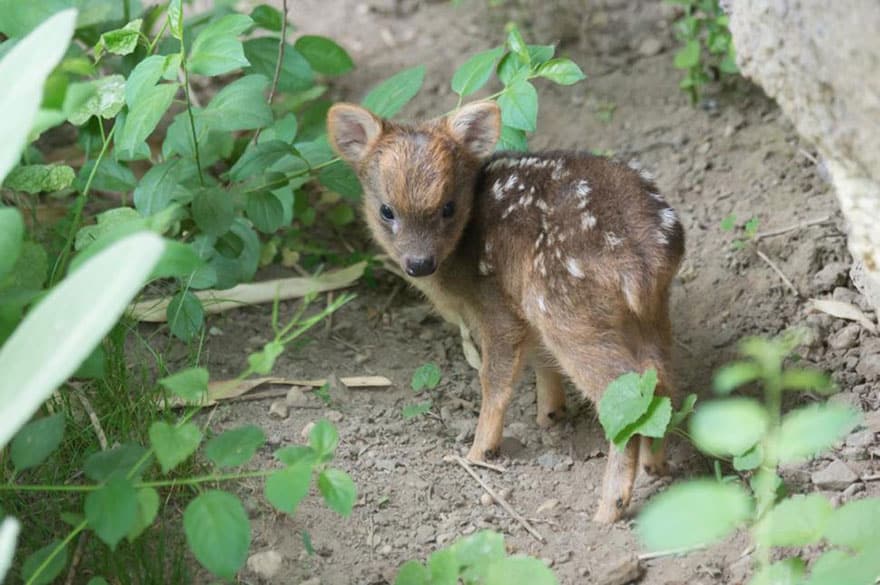smallest baby deer fawn pudu queens zoo 2