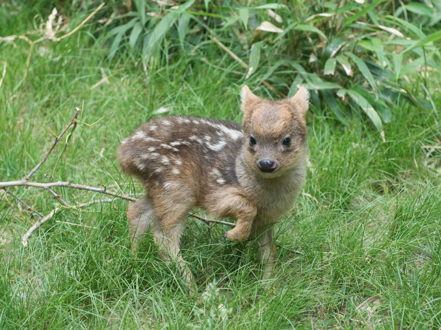 smallest baby deer fawn pudu queens zoo 3