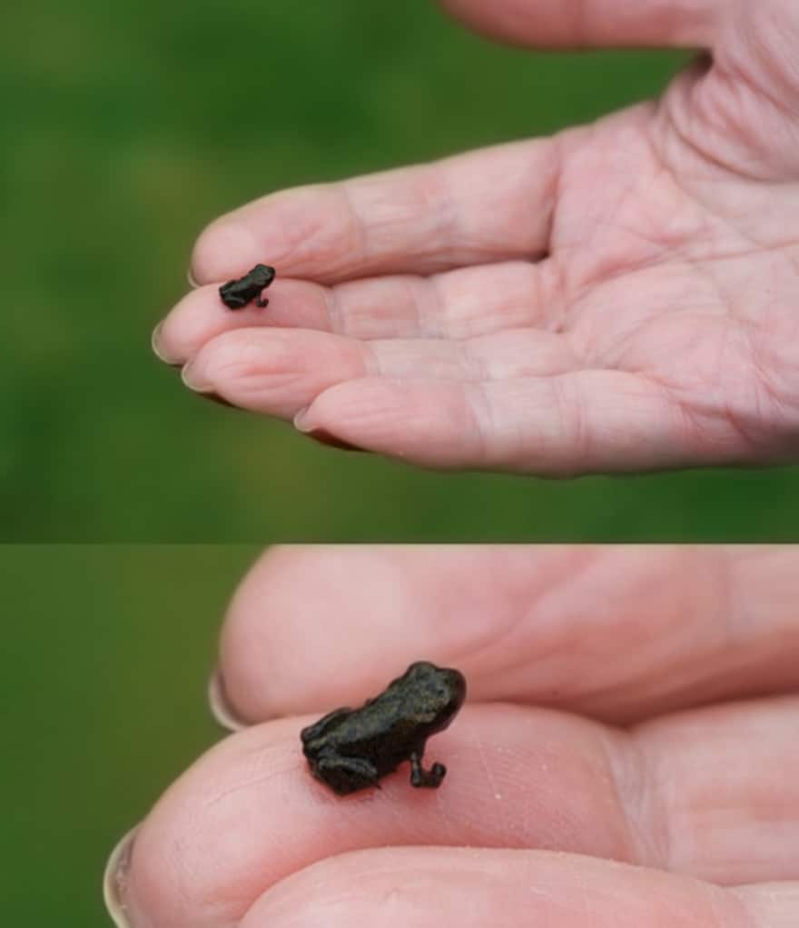tiny frog 880