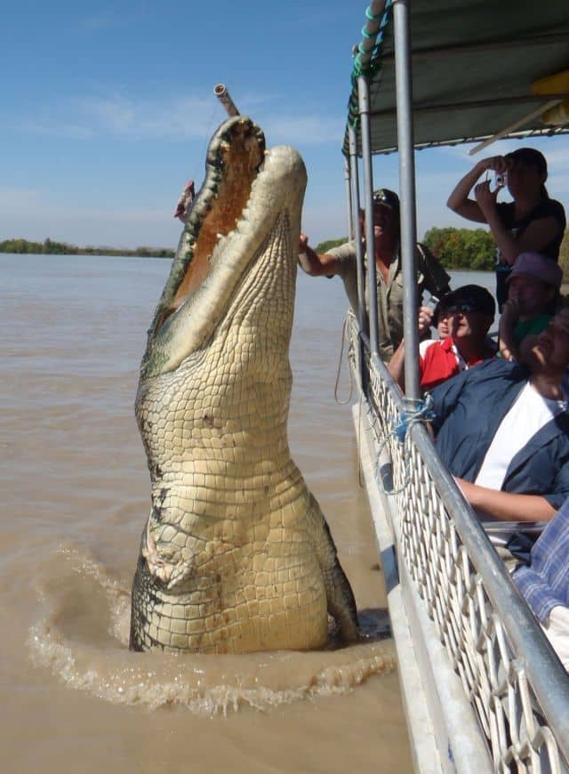 WARNING: ***NOTE: This image is currently for Northern Territory News use ONLY, please contact NT News Picture Editor Brad Fleet for enquiries: fleetb@ntnews.com.au +61 8 8944 9758 ***... GENERAL: Monster Croc taken on the Adelaide river Jumping croc cruise 6/7/11. Call croc cruise people on 8983 3224 or 0427 180 316.