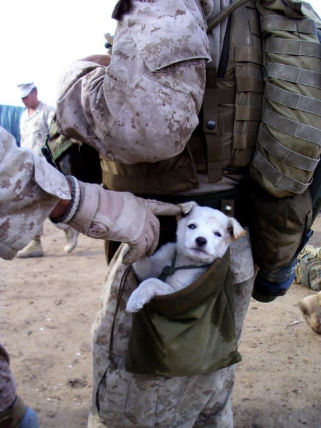 A small puppy wondered up to U.S. Marines from Alpha Company, 1st Battalion 6th Marines, in Marjah, Afghanistan on *****. After following the Marines numorous miles, a soft hearted Marine picked the puppy up and carried the puppy in his drop pouch. (Official U.S. Marine Corps photo by Cpl Charles T. Mabry II)