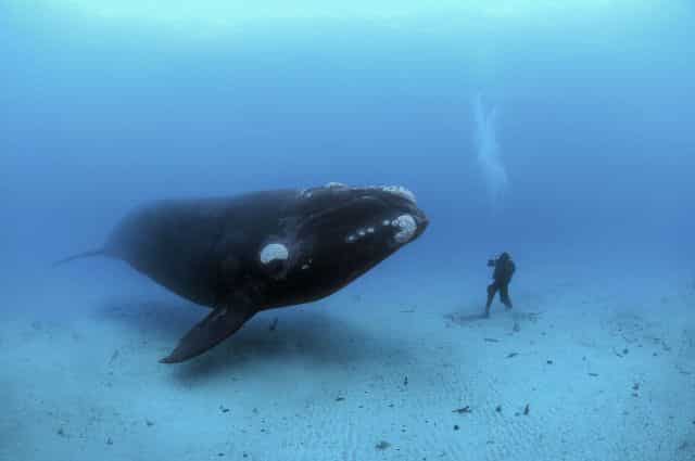 An adult Southern Right Whale, (Eubalaena australis) encounters a diver on the sandy sea bottom at a depth of 22-meters off the Auckland Islands, New Zealand (sub Antarctic islands). I traveled to the Auckland Islands in hopes of photographing a truly pristine population of Right Whales. I was working on a story about these animals and had spent the previous year photographing the beleagured North Atlantic Right Whales of which only about 350 remain and most of which are scarred from entanglements with fishing gear or from ship strikes. Many of these Southern Rights in the Auckland Islands had never seen humans before in the water and were highly curious. Swimming along the ocean bottom with a 14-meter long, 70-ton whale was the single most incredible animal encounter I have had.