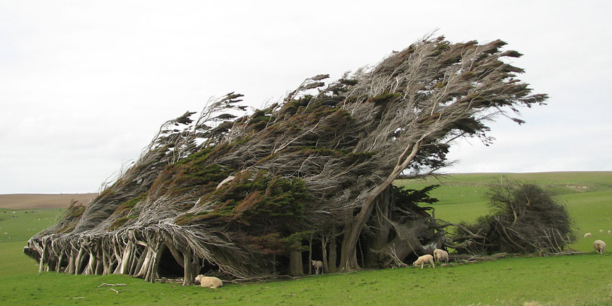 twisted trees slope point new zealand south island 1