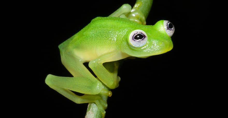 unusual frog photography 51 880