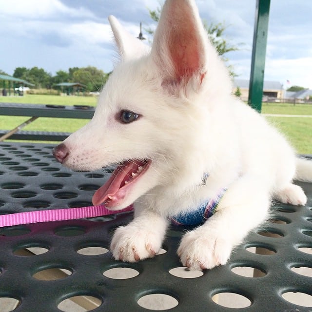 white fox cub rylai 10