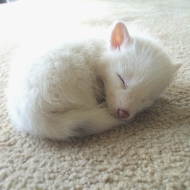 white fox cub rylai 15