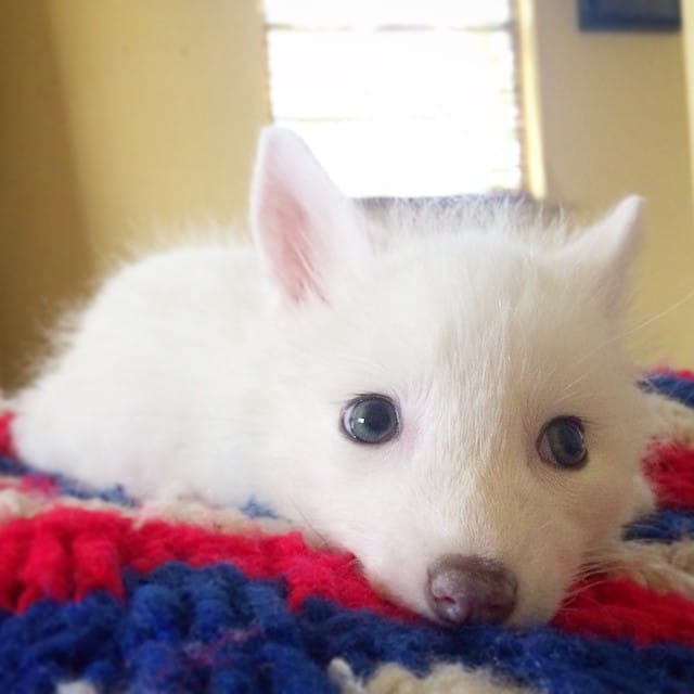 white fox cub rylai 2