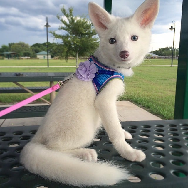 white fox cub rylai 3