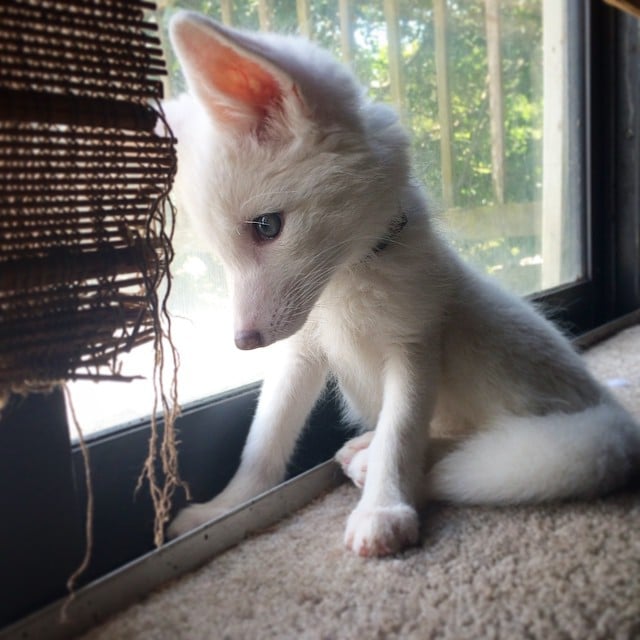 white fox cub rylai 4