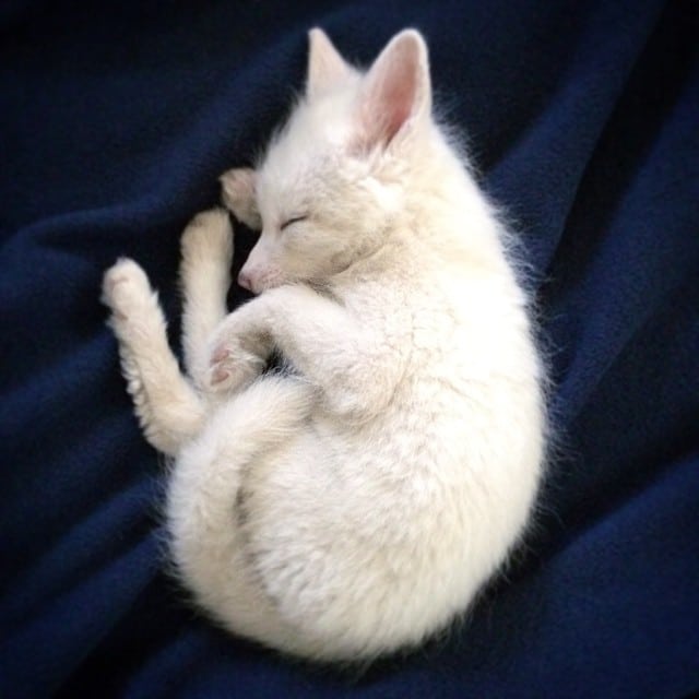 white fox cub rylai 7