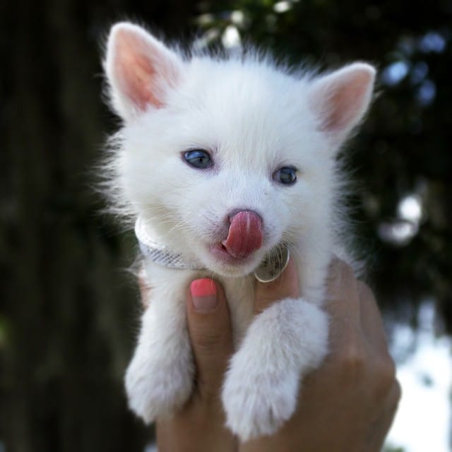 white fox cub rylai 8