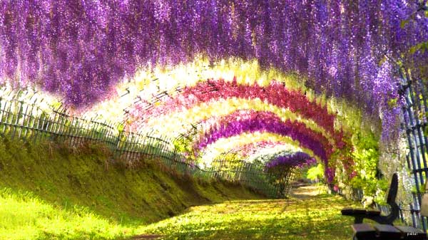 wisteria tunnel kawachi fuji garden japan