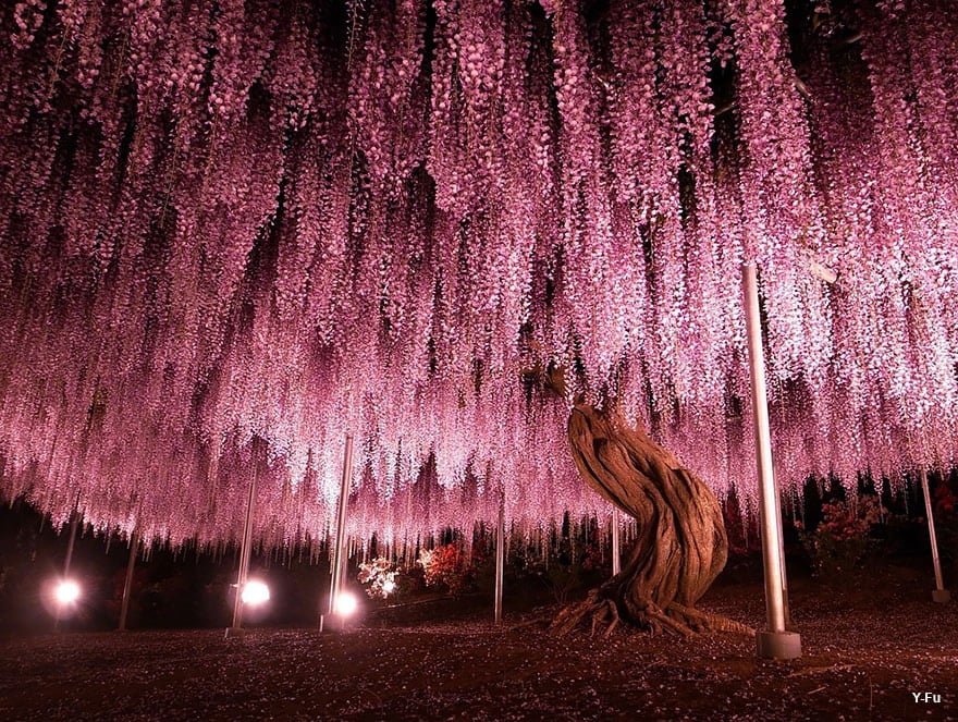 wisteria